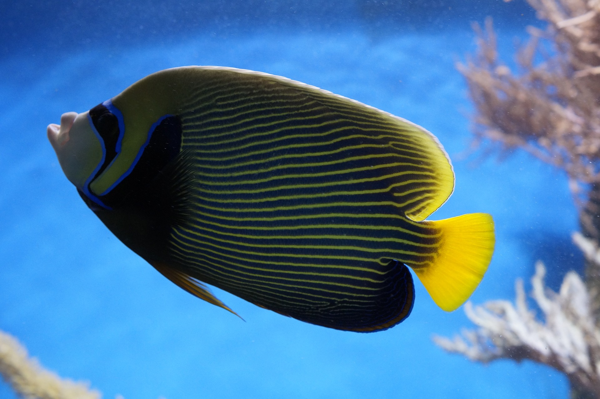 Caribbean Fish: Emperor Angelfish