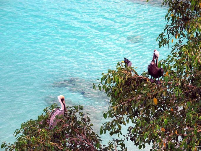 Caribbean Hiking: Anguilla Pelican Trail