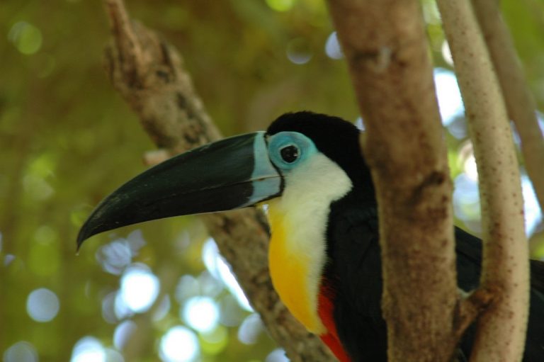 Caribbean Bird Watching: What Are The Best Locations?
