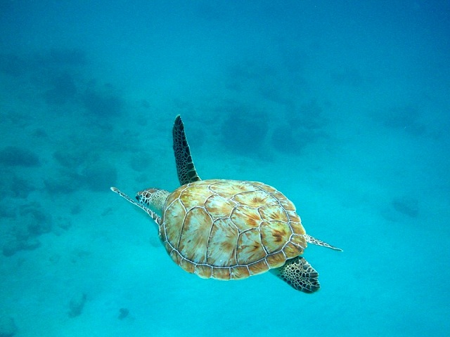 Snorkeling With Turtles In Barbados