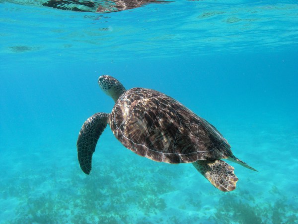 Mustique Snorkelling Mustique Holiday