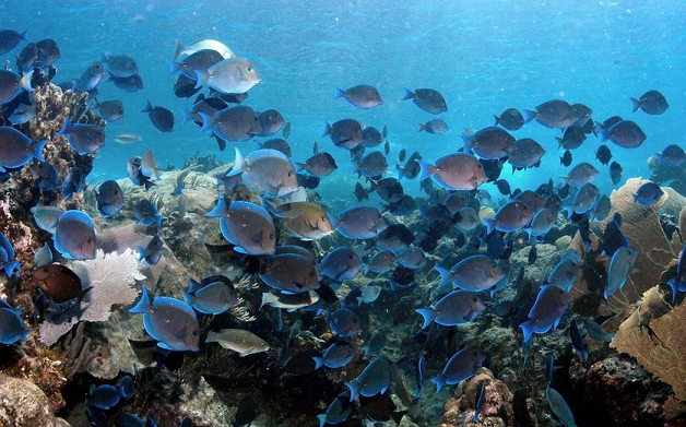 Caribbean Snorkelling around Virgin Gorda