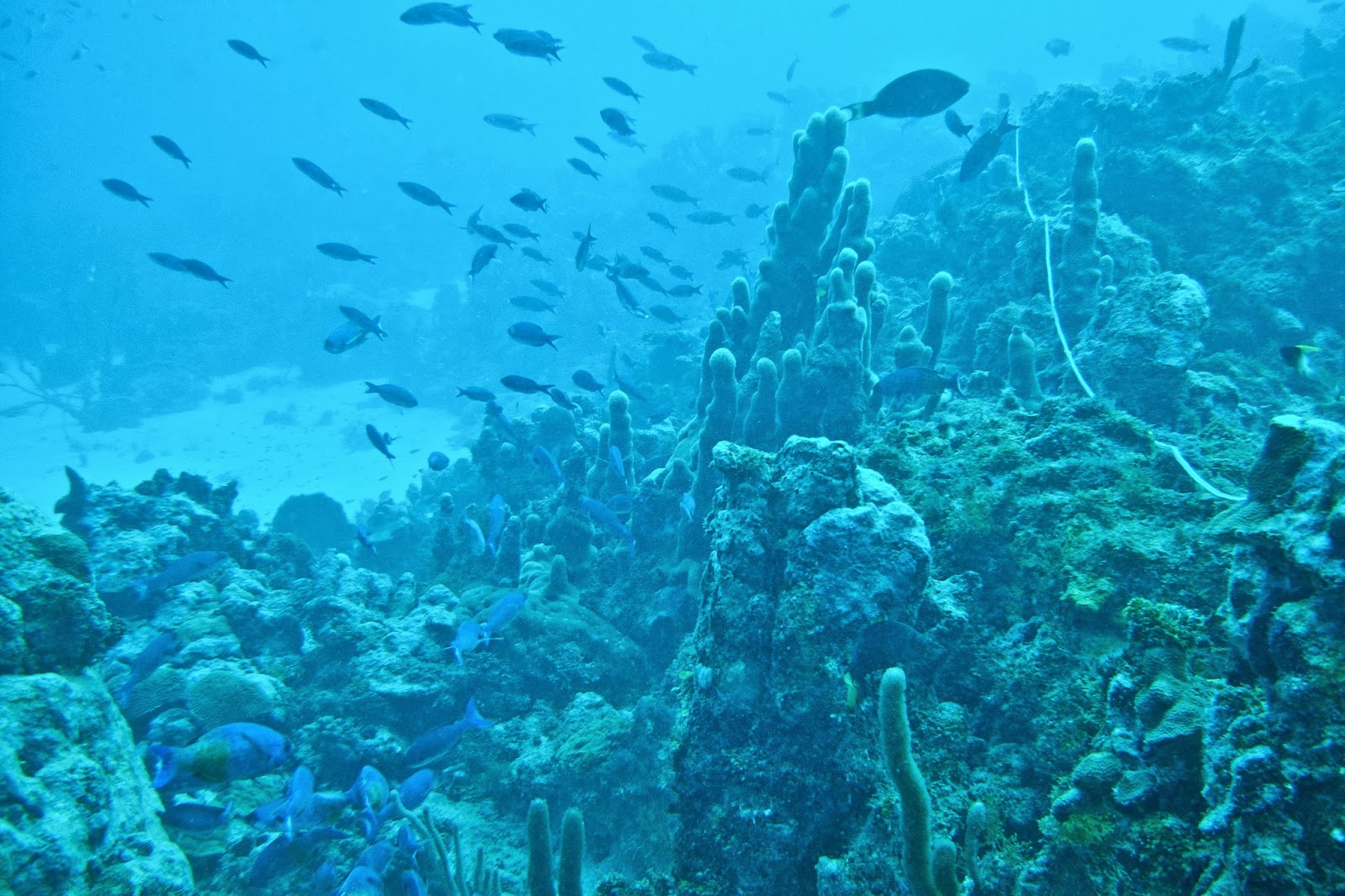 Experience Mustique: The Paradise of Fun and Relaxation